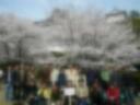 花見・全国若者のつどい初日