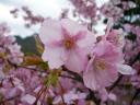 常光寺の桜